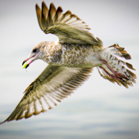 Слюнки текут