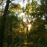 Сквозь чащу