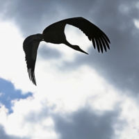 ПОД ОБЛАКАМИ