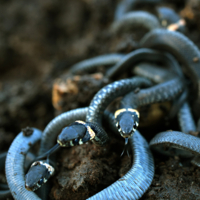 Потревоженный клубок