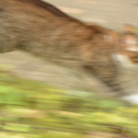 Motion blur кота