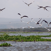 Кто плывет, а кто летит...