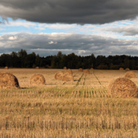 Агроклубки