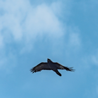 Черный ворон