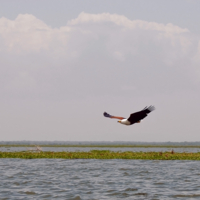 Летит.... Орел!!!