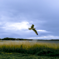 Пора сенокосная