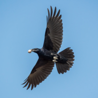 Крепкий орешек