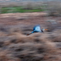 Полёт цапли