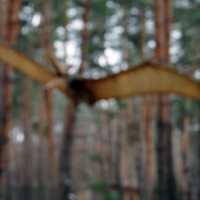 Приснился птеродактиль, но откуда взялось фото?