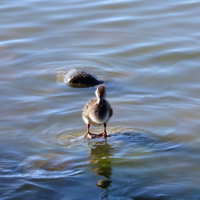 Камни спасения ...