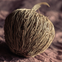 Клубок прутиков