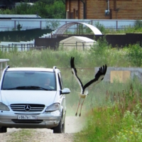 Аист в посёлке