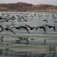 Черные лебеди