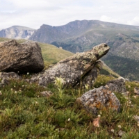 Черепаха в дозоре