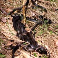 Клубок змей.