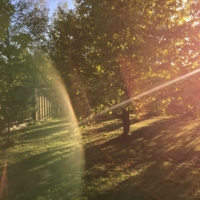 Залитый солнцем сад