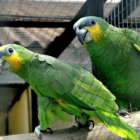 Любопытство пуще страха