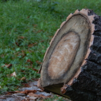 Созданные природой