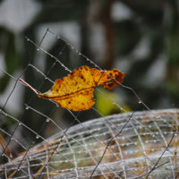 В железной паутине