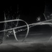 Травинка завилась в кольцо.  Свадьба завтра..