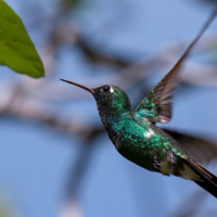 "Калибровка" цветка