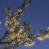 Когда цветут сады