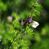 Воспоминания о лете