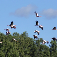 Опять летят куда то журавли.