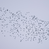 Летят перелётные птицы