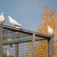 И клетка, и дом