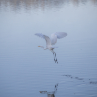 Белая цапля