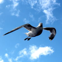 Гордая чайка