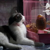 Личный зоопарк .