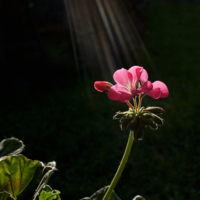 Фотомодель