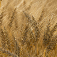 "Я твой тонкий колосок......"