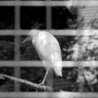 Кругом клетка