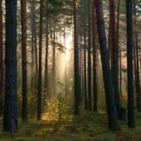 Утро в сосновом лесу