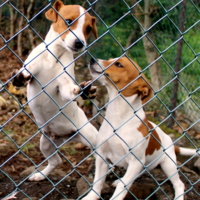 Ограда в клетку.
