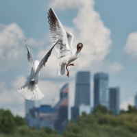 Не сошлись характерами