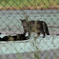 Бои в клетке