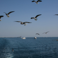 Сопровождающие