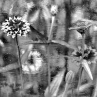 Живопись природы.