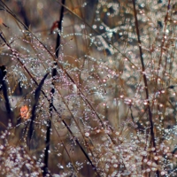 Утренняя роса