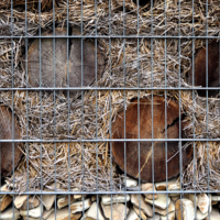 Годичные кольца