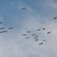 Летят журавли