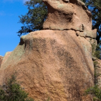 Индюшка спит