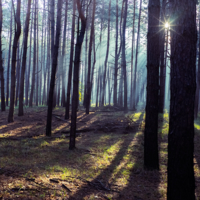 Утренний лес