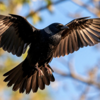 Чёрный ворон