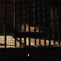 Клетка для льва