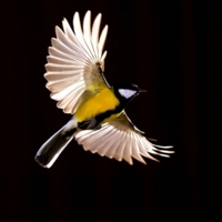 Маленький Икар